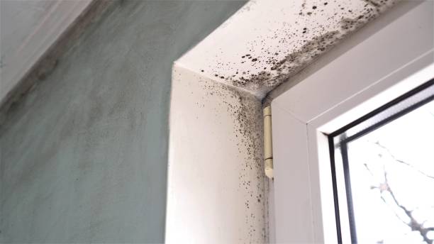 Best Office Mold Removal Services  in Lawrenceville, NJ