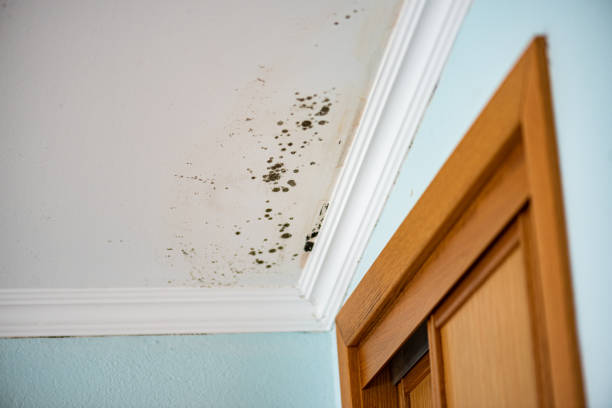 Best Black Mold Removal  in Lawrenceville, NJ