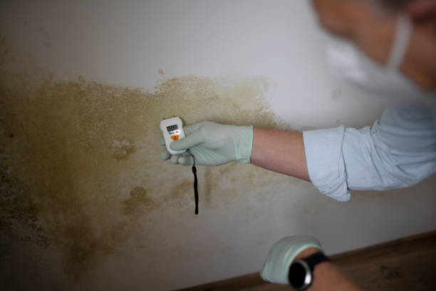 Best Mold Cleaning Services  in Lawrenceville, NJ