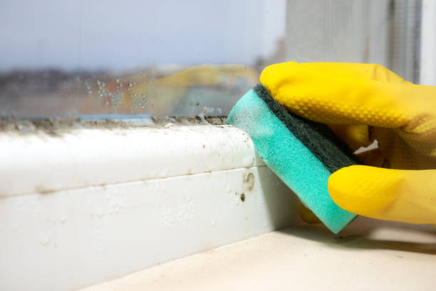  Lawrenceville, NJ Mold Removal Pros