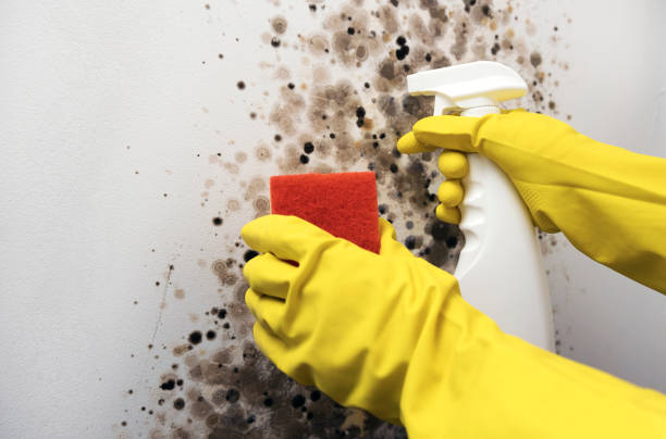 Best Professional Mold Removal  in Lawrenceville, NJ