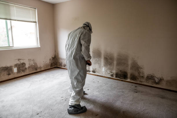 Best Best Mold Removal Companies  in Lawrenceville, NJ
