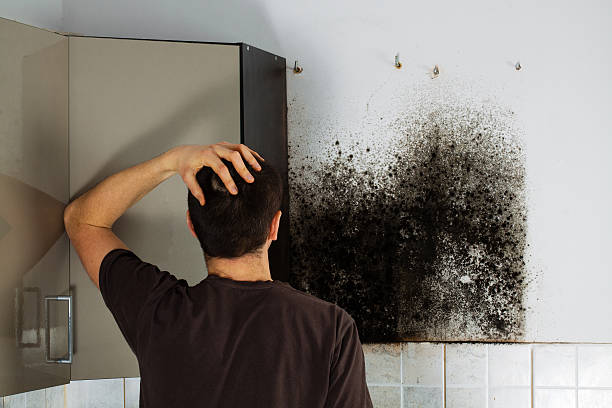 Trusted Lawrenceville, NJ Mold Removal Experts
