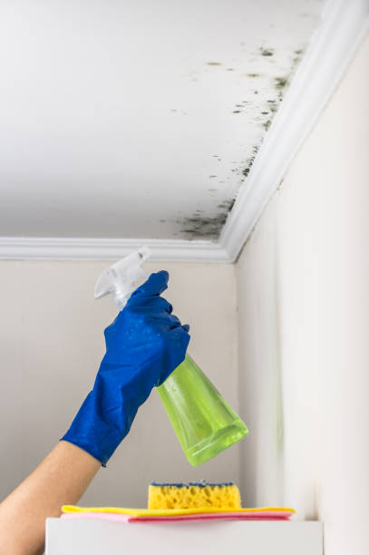 Best Certified Mold Removal  in Lawrenceville, NJ